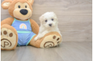 Hypoallergenic Maltepoo Poodle Mix Puppy