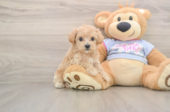 Maltipoo Puppy for Adoption