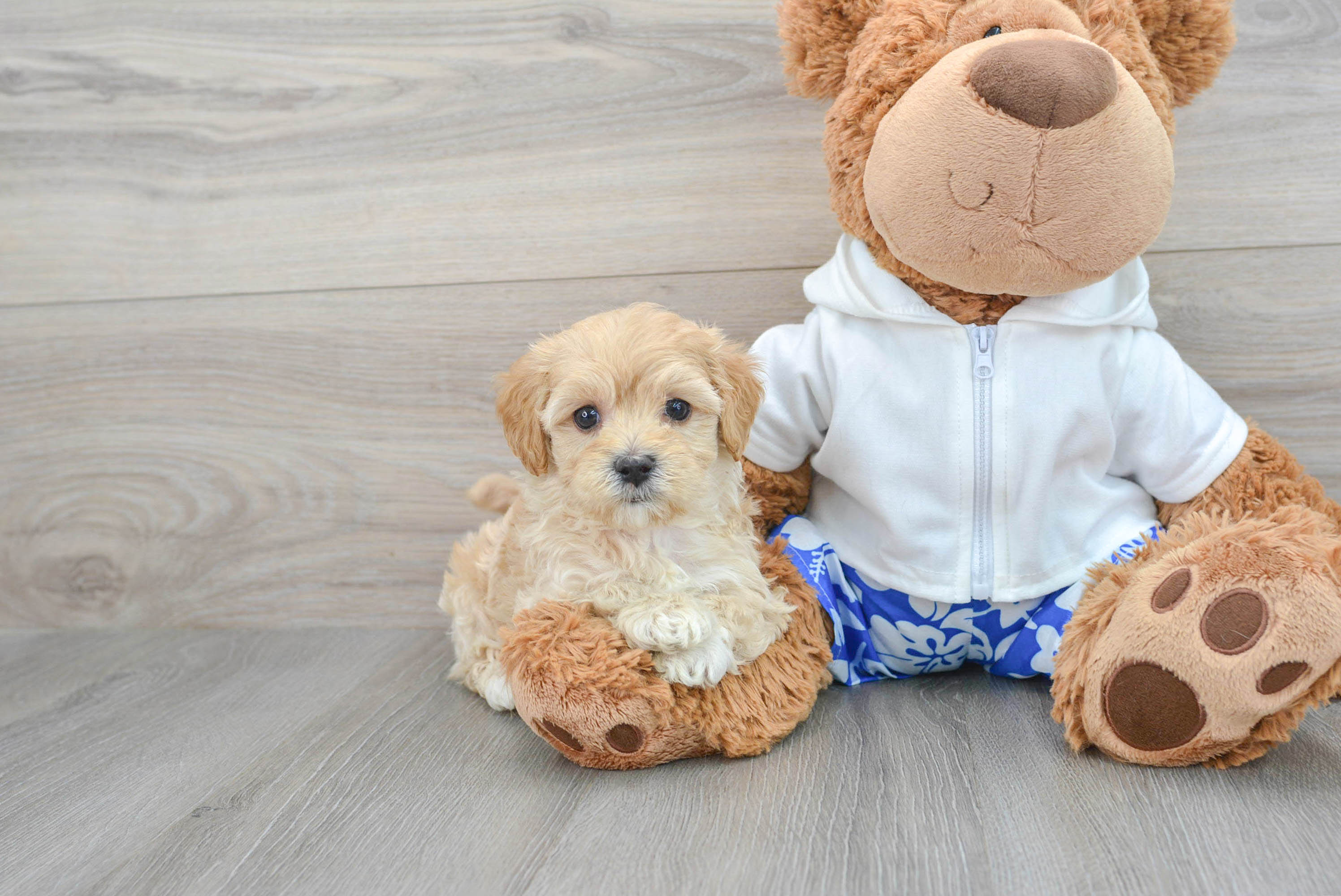 Smart Maltipoo Poodle Mix Pup