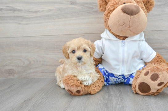 Smart Maltipoo Poodle Mix Pup