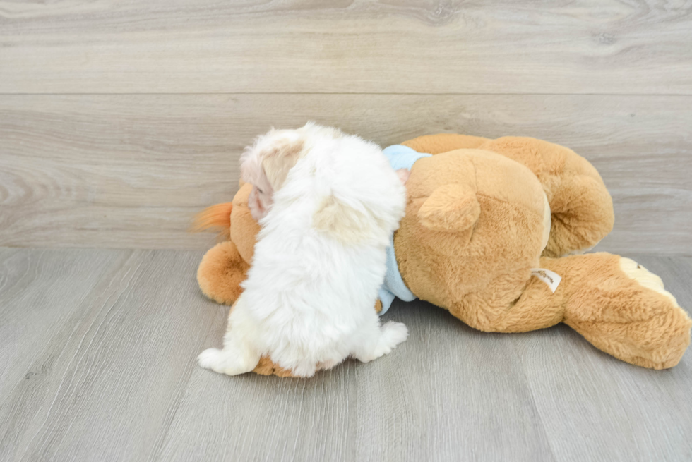 Petite Maltipoo Poodle Mix Pup