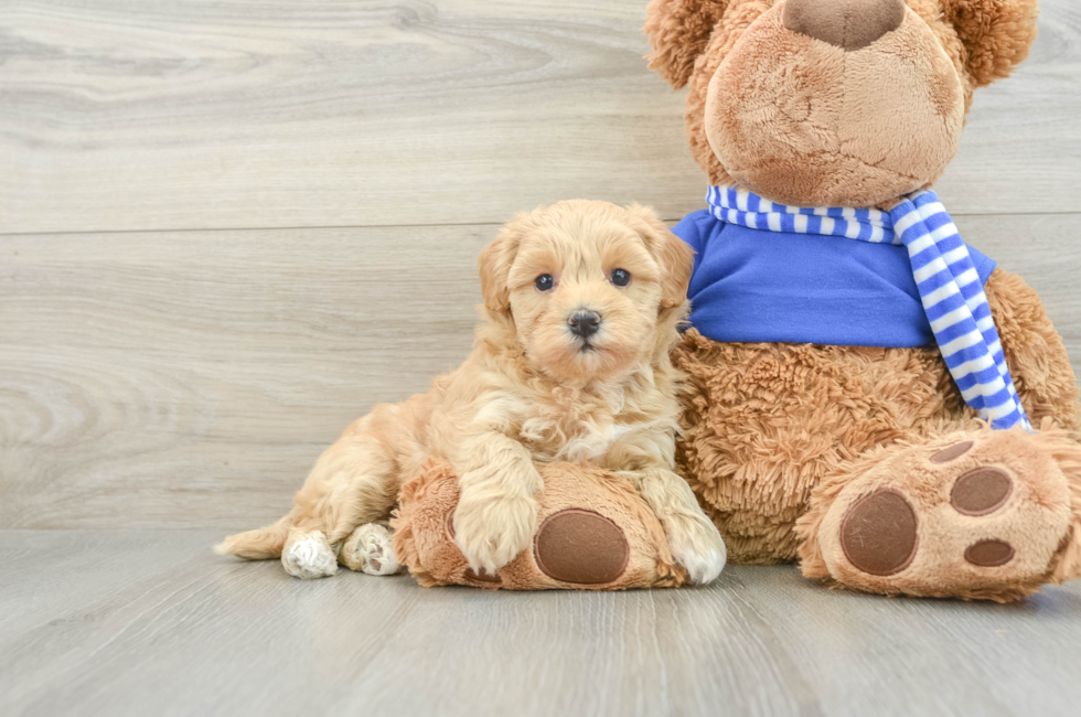 8 week old Maltipoo Puppy For Sale - Puppy Love PR