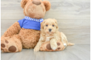 Maltipoo Puppy for Adoption