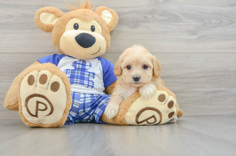 6 week old Maltipoo Puppy For Sale - Puppy Love PR