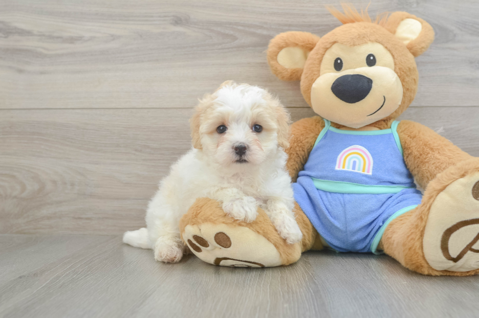 6 week old Maltipoo Puppy For Sale - Puppy Love PR