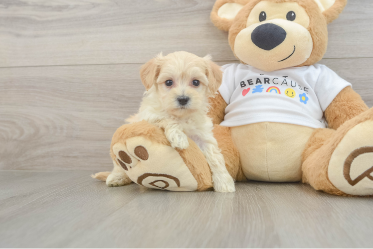 Friendly Maltipoo Baby