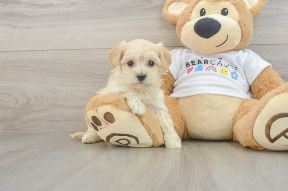 6 week old Maltipoo Puppy For Sale - Puppy Love PR
