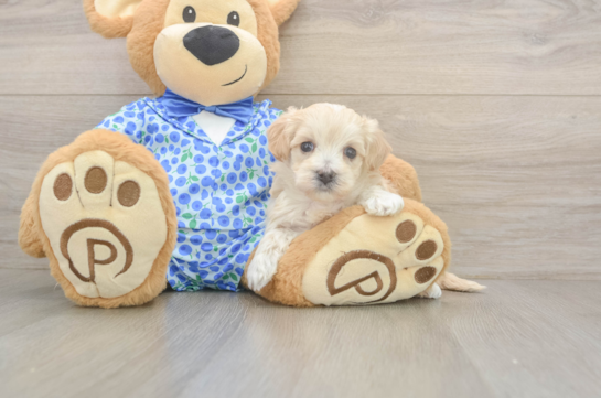 5 week old Maltipoo Puppy For Sale - Puppy Love PR Happy Maltipoo Baby