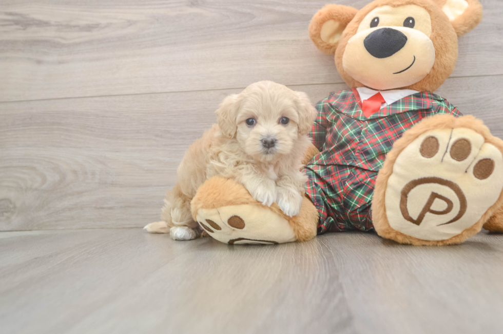 5 week old Maltipoo Puppy For Sale - Puppy Love PR