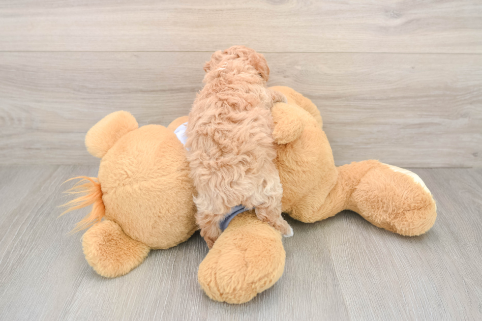 Funny Maltipoo Poodle Mix Pup