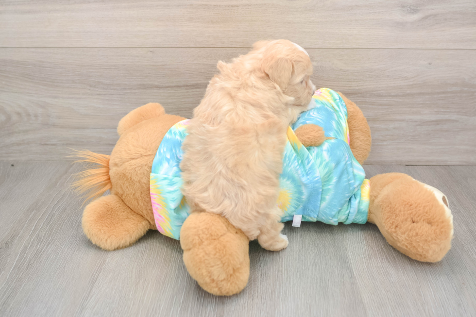 Little Malt Oodle Poodle Mix Puppy