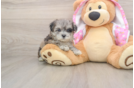 Maltipoo Puppy for Adoption