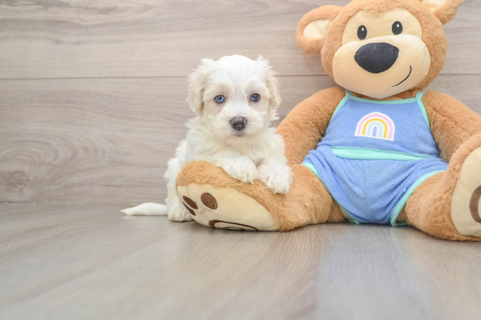Maltipoo Puppy for Adoption