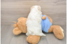 Friendly Maltipoo Baby