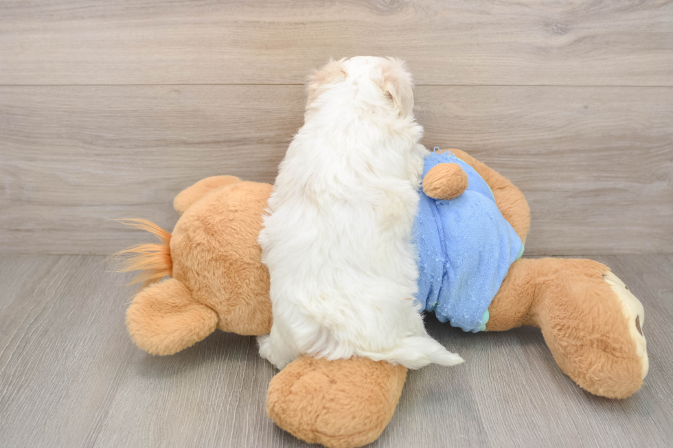 Friendly Maltipoo Baby