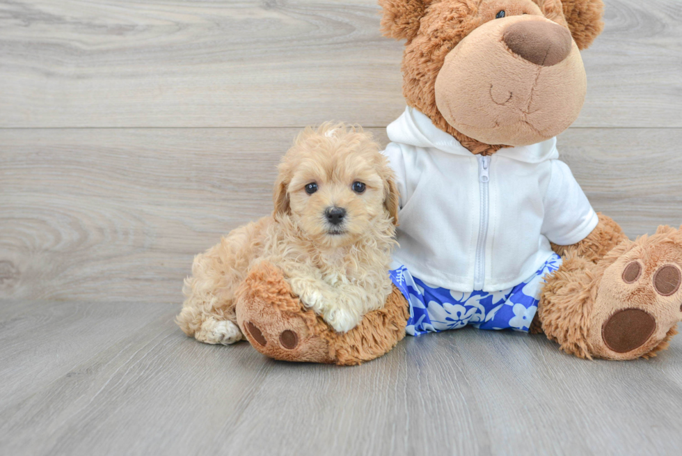 Maltipoo Puppy for Adoption