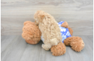 Maltipoo Pup Being Cute