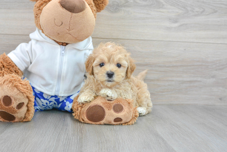 Smart Maltipoo Poodle Mix Pup