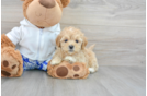 Smart Maltipoo Poodle Mix Pup