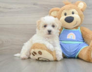8 week old Maltipoo Puppy For Sale - Puppy Love PR