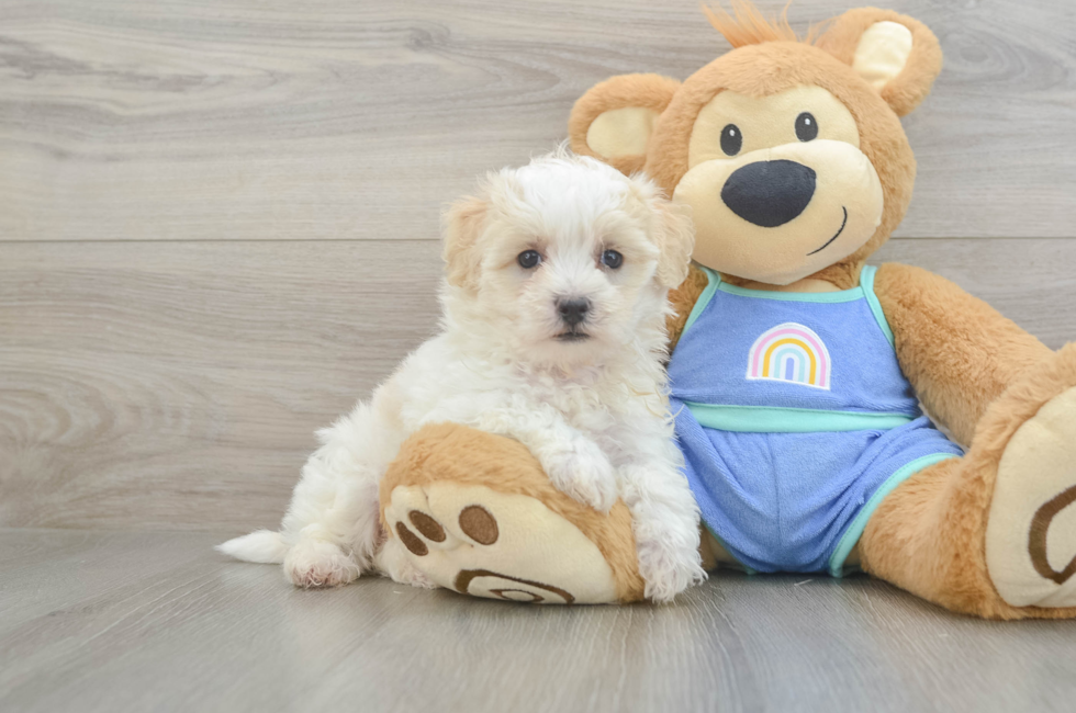 6 week old Maltipoo Puppy For Sale - Puppy Love PR