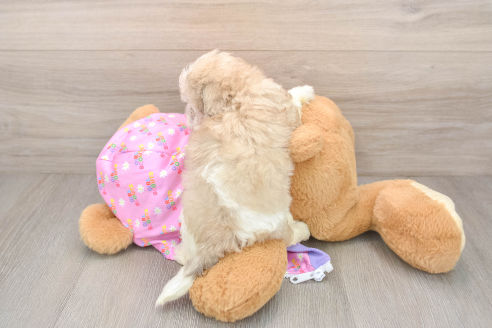 Hypoallergenic Moodle Poodle Mix Puppy