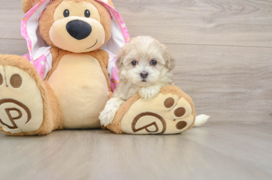 Smart Maltipoo Poodle Mix Pup