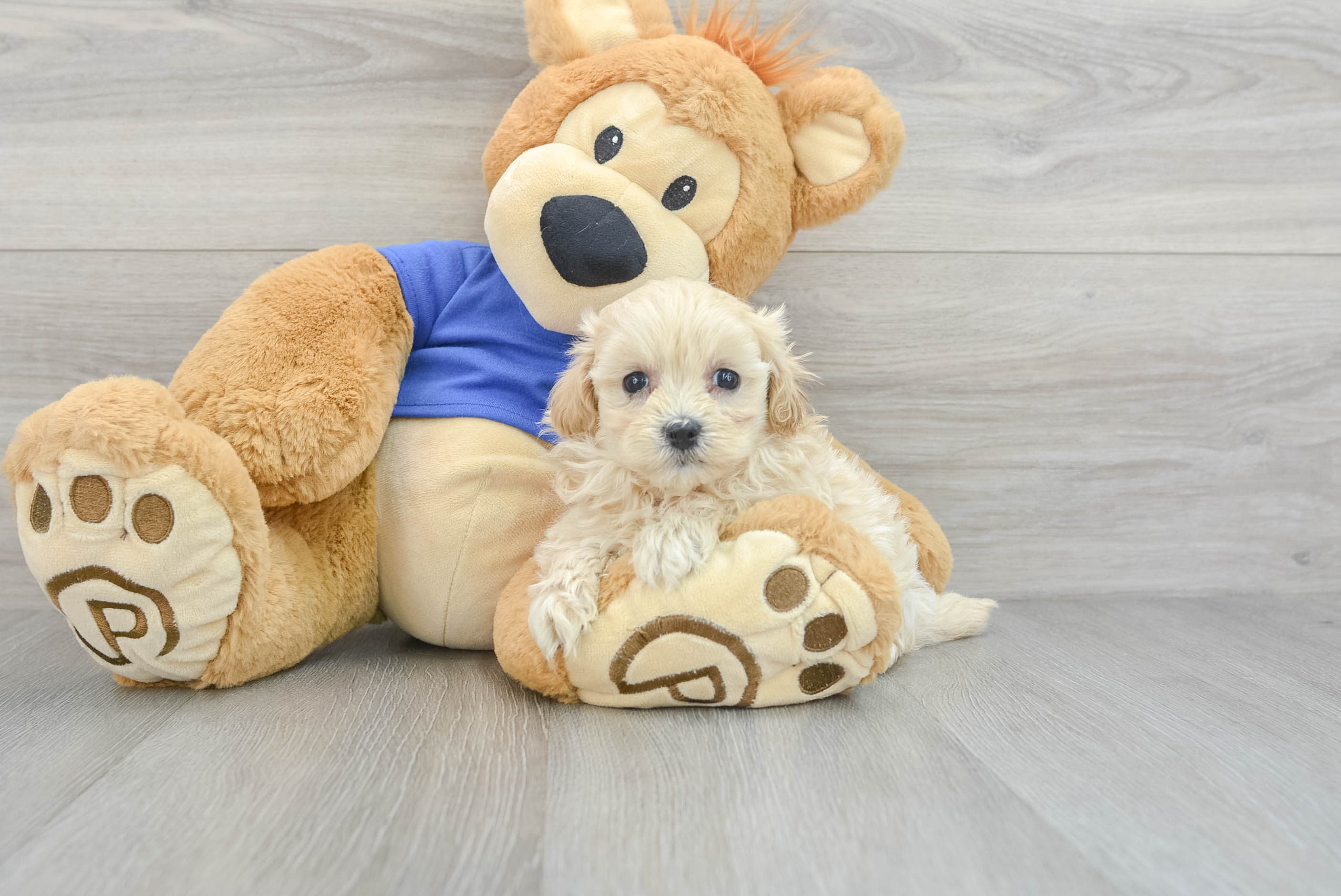 Smart Maltipoo Poodle Mix Pup