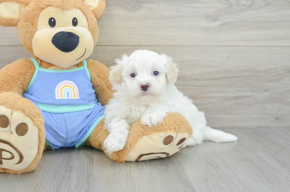 5 week old Maltipoo Puppy For Sale - Puppy Love PR