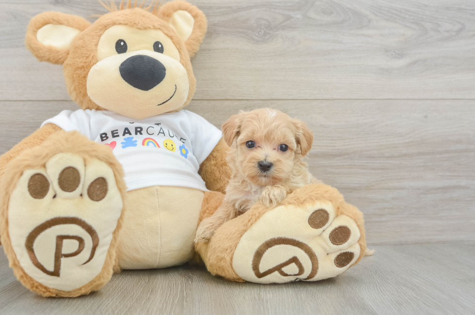 6 week old Maltipoo Puppy For Sale - Puppy Love PR