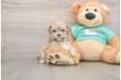 Friendly Maltipoo Baby
