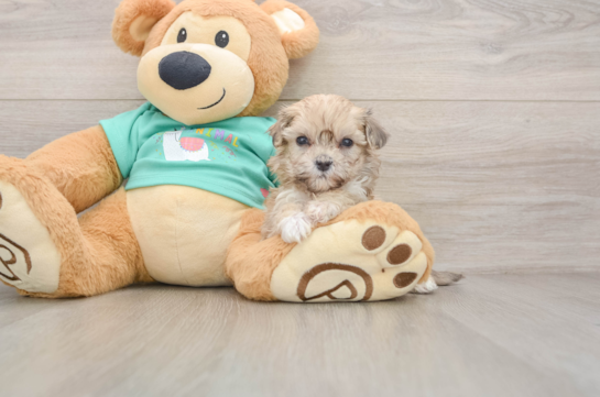 Maltipoo Pup Being Cute