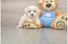 Popular Maltipoo Poodle Mix Pup