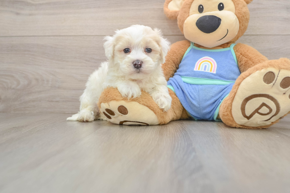 Popular Maltipoo Poodle Mix Pup