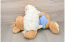 Popular Maltipoo Poodle Mix Pup