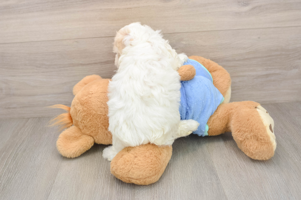Popular Maltipoo Poodle Mix Pup