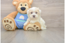 Playful Maltidoodle Poodle Mix Puppy