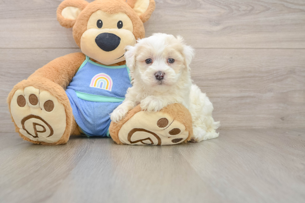 Playful Maltidoodle Poodle Mix Puppy