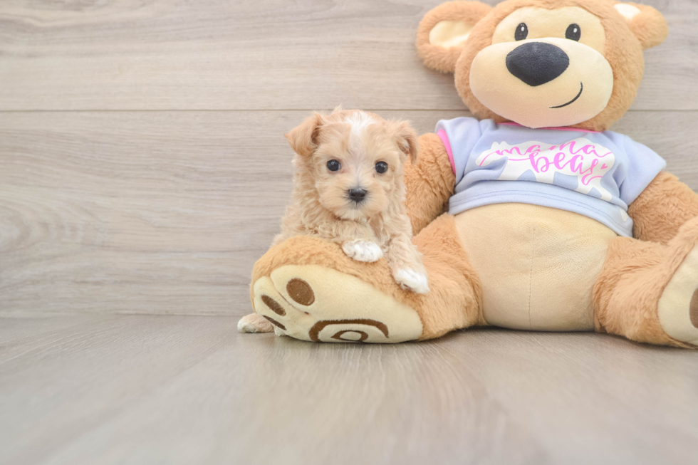 Best Maltipoo Baby
