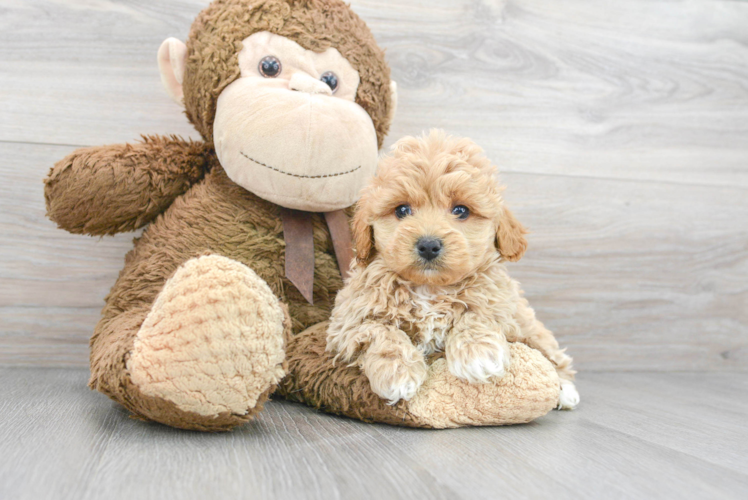 Meet Leonardo - our Maltipoo Puppy Photo 1/3 - Puppy Love PR Fluffy Maltipoo Poodle Mix Pup