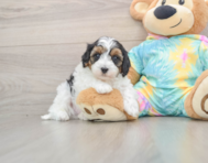 8 week old Maltipoo Puppy For Sale - Puppy Love PR