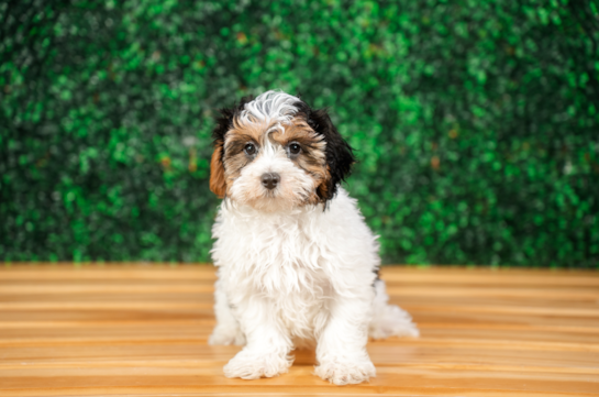Maltipoo Pup Being Cute