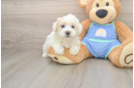Happy Maltipoo Baby