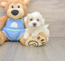 9 week old Maltipoo Puppy For Sale - Puppy Love PR