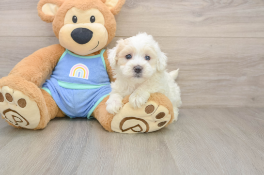 Playful Maltidoodle Poodle Mix Puppy