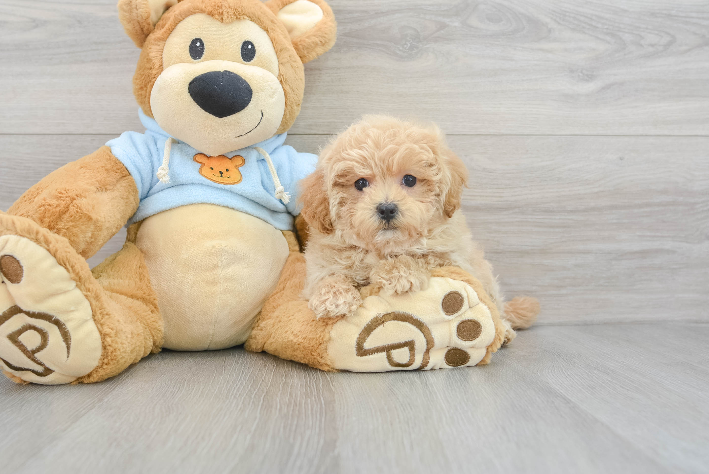 Cute Maltipoo Baby