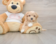 8 week old Maltipoo Puppy For Sale - Puppy Love PR