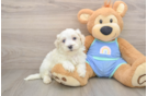 Maltipoo Pup Being Cute