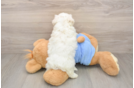 Maltipoo Pup Being Cute
