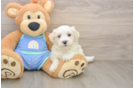 Best Maltipoo Baby